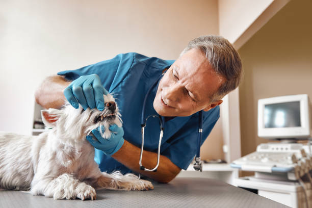 Best Emergency Denture Repair in Dollar Bay, MI
